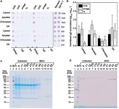 Expression of Biofilm-Degrading Enzymes in Plants and Automated High-Throughput Activity Screening Using Experimental Bacillus subtilis Biofilms